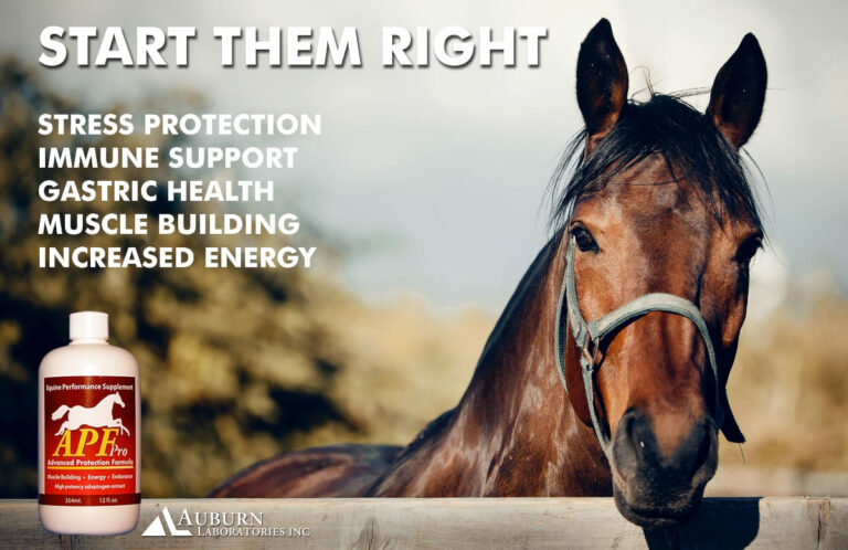 Adaptogen Supplements - Equine Stress & Immune Support for Horses