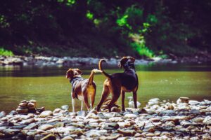 adaptogens for dog health