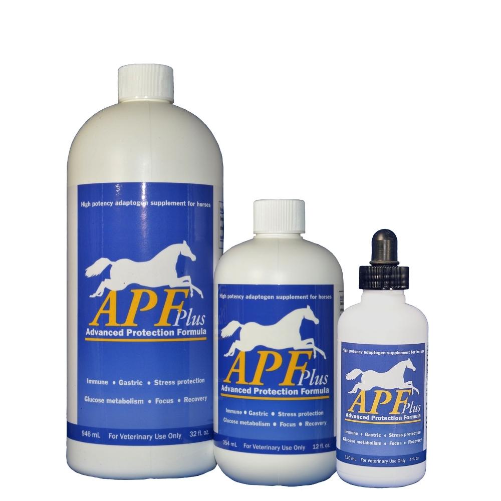 The Appaloosa Horse  Great Horses Benefit From Great Supplements