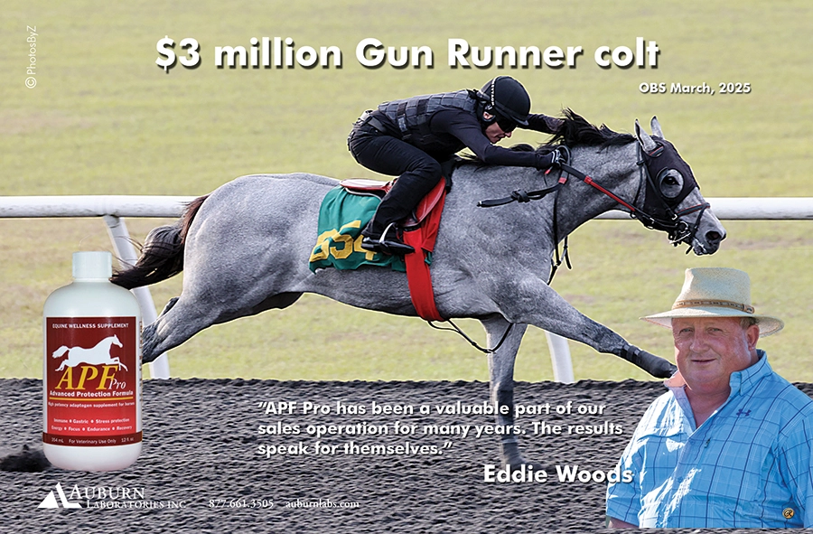 Gun Runner Horse